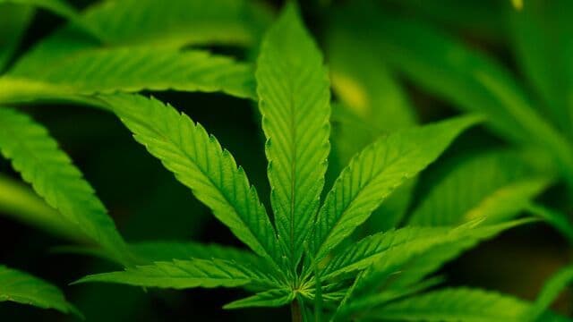 Trump Expected to Label Pot a Less Dangerous Drug