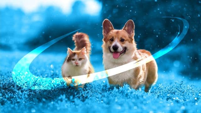 Court approves Adamantem's acquisition of Apiam Animal Health