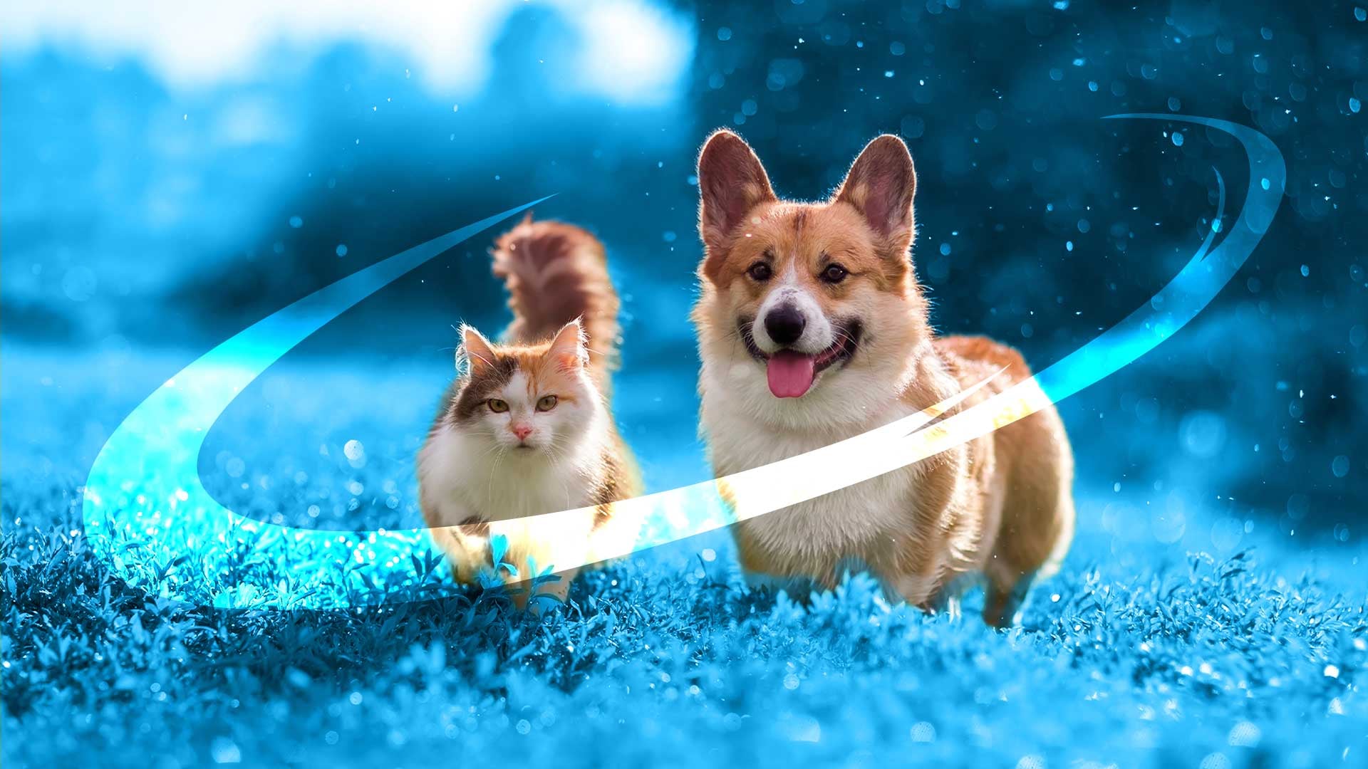 Court approves Adamantem's acquisition of Apiam Animal Health