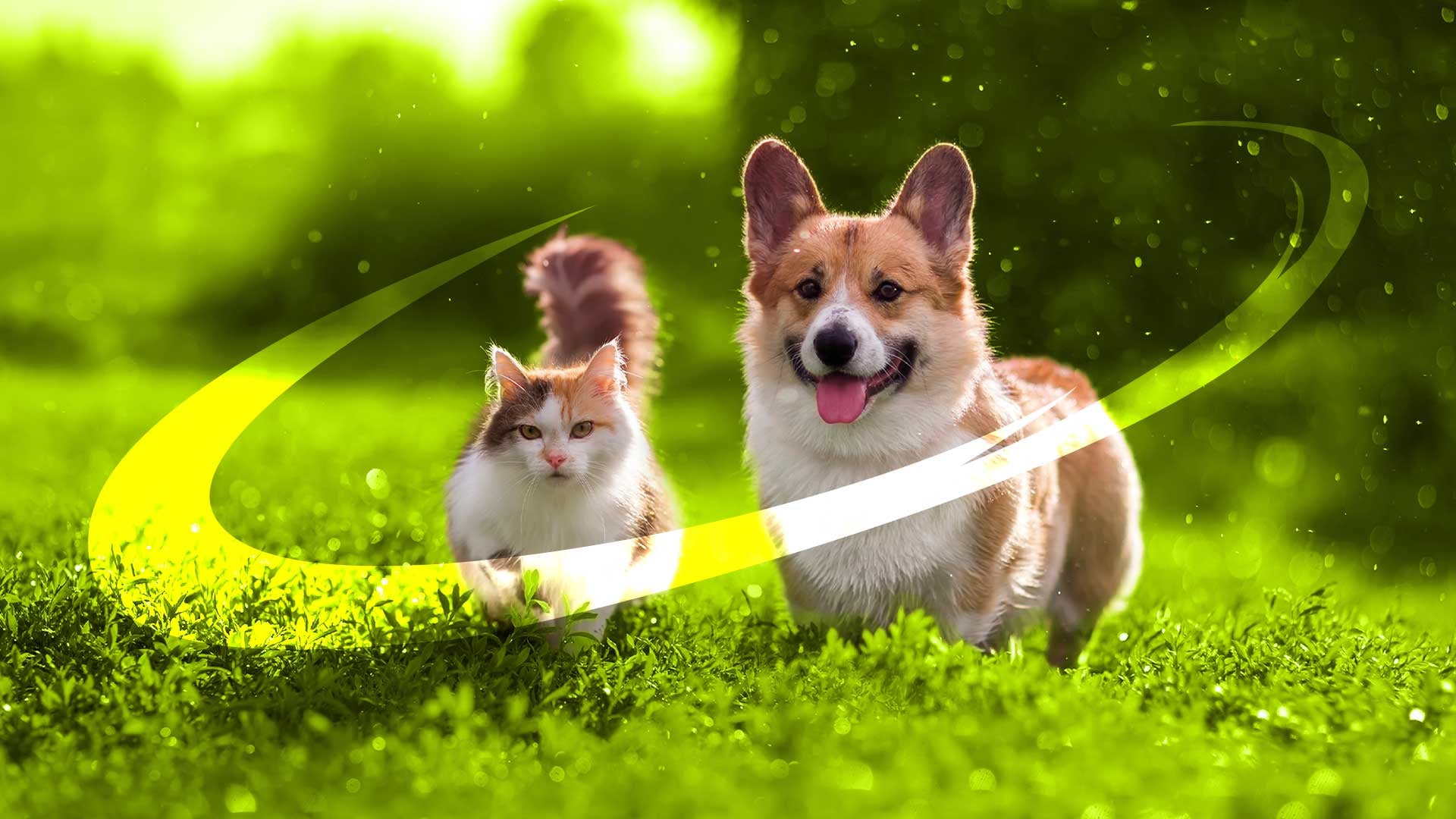 Vitrafy taps IMV Technologies for next-gen animal cryopreservation