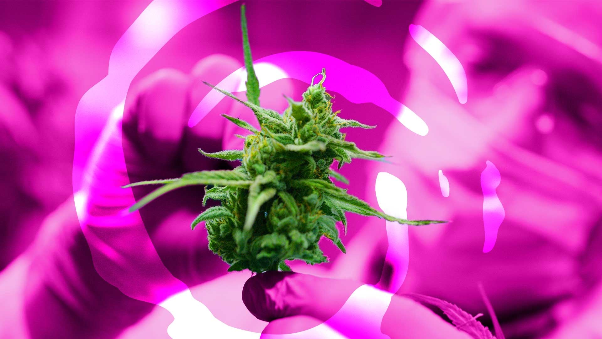 Nexalis Therapeutics completes Phase 1 Inhaled CBD trial