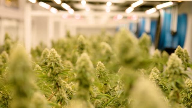 Cannabis CEO Calls for Reform