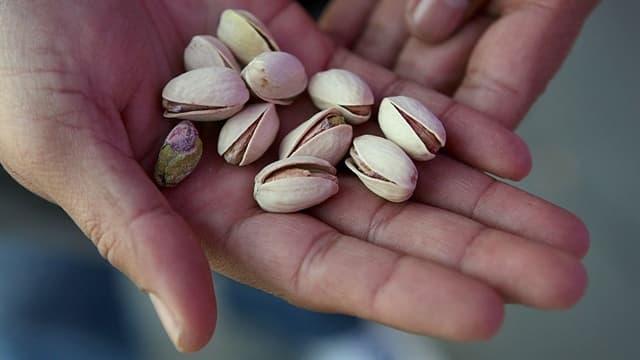 South Africa's Karoo Region Bets on Pistachio Boom