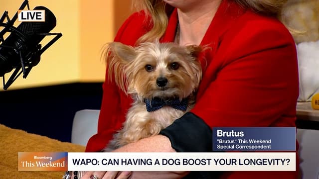 School Buses, Tipping, Dog Companions | BTW: Headlines You Should See